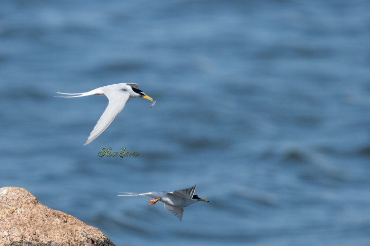 Little Tern