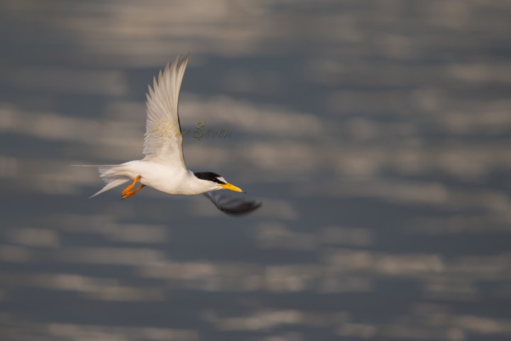 Little Tern