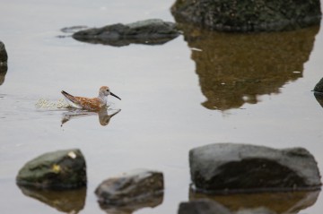 Dunlin