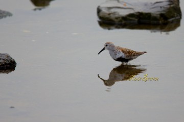 Dunlin