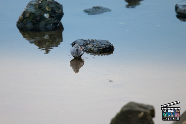 Dunlin ※Magic Bullet PhotoLooks