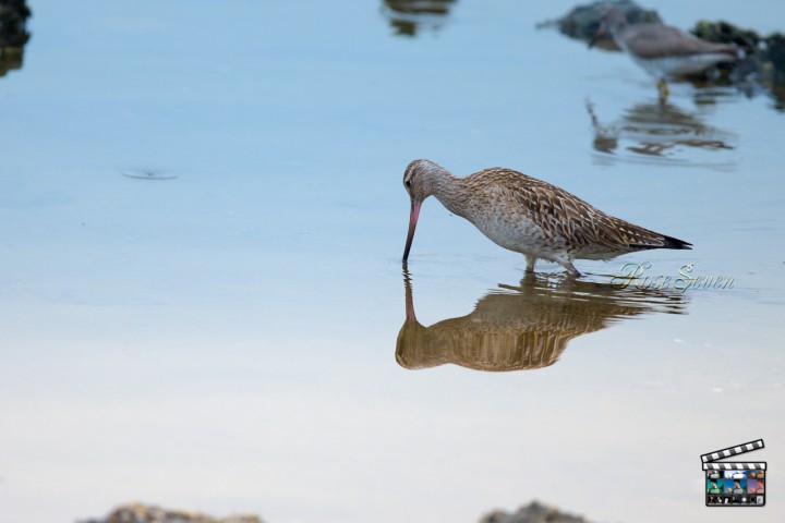 Bar-tailed Godwit　Magic Bullet PhotoLooks