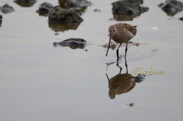 Bar-tailed Godwit