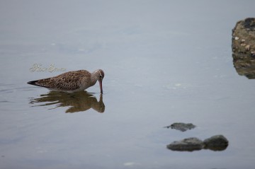 Bar-tailed Godwit