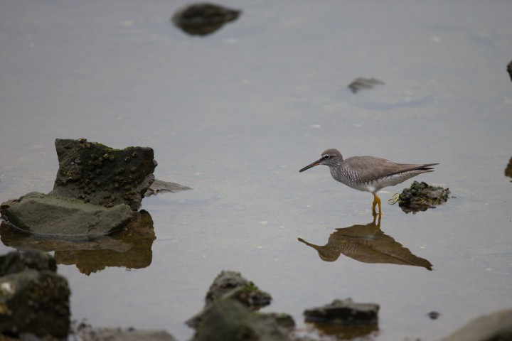 Grey-tailed Tattler