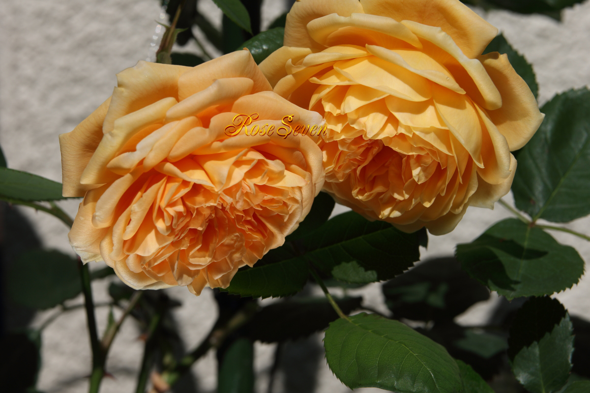 CrownPrincess　Margareta