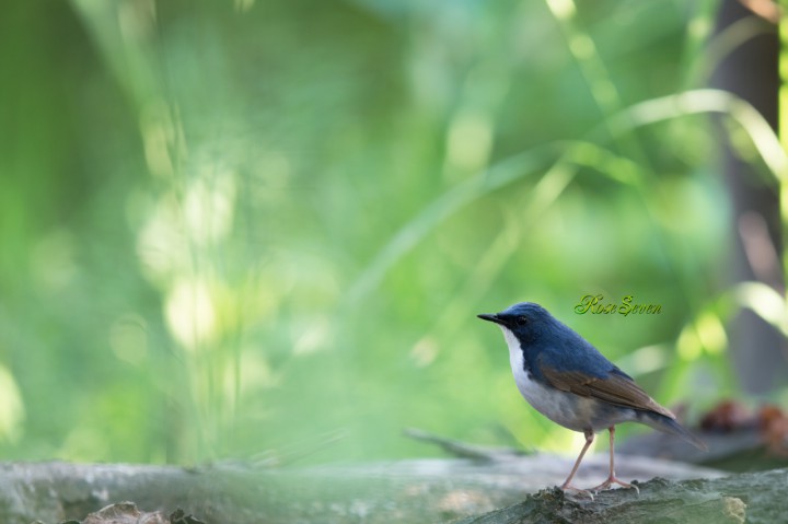 Siberian blue robin