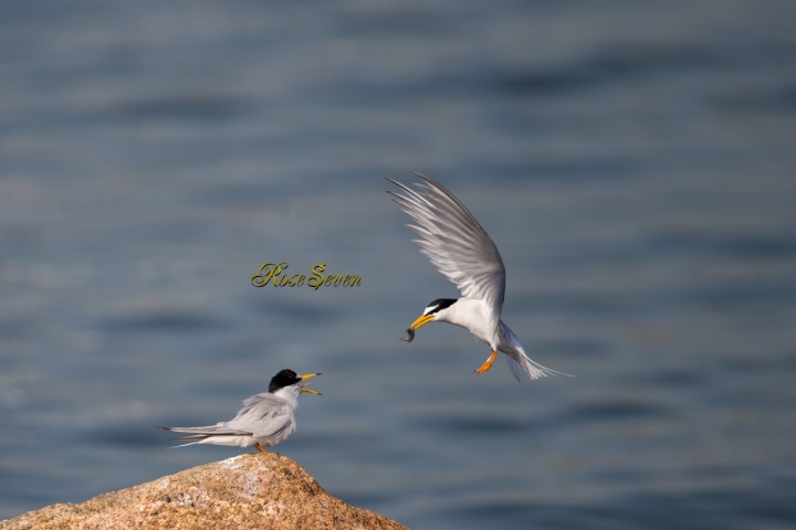 Little Tern