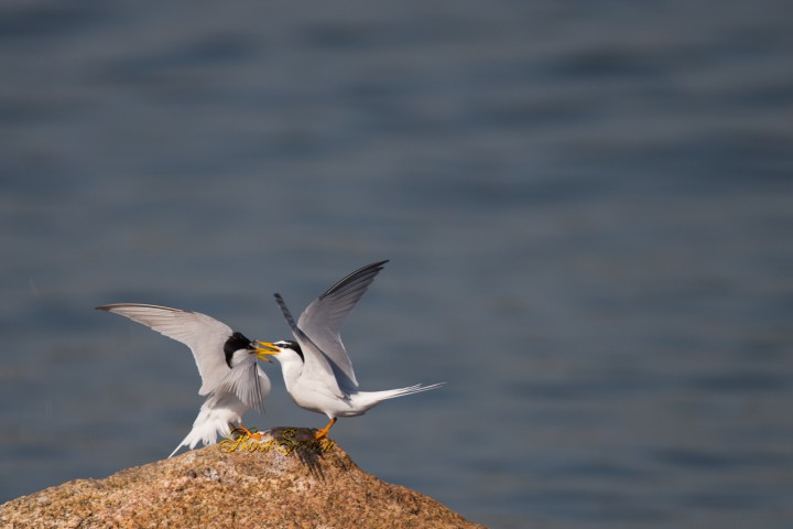 Little Tern