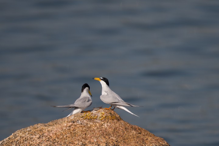 Little Tern