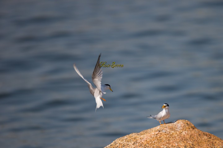 Little Tern