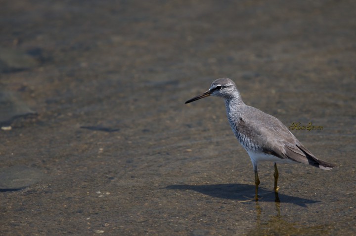 Grey-tailed Tattler