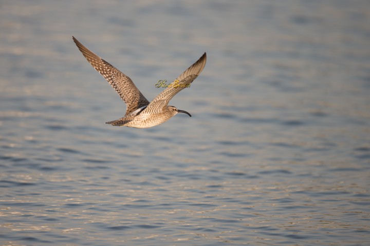 Whimbrel