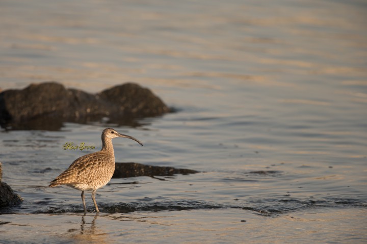 Whimbrel