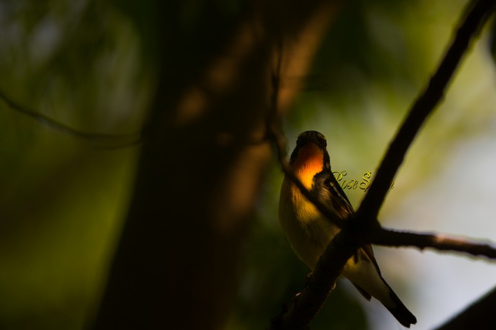 Narcissus Flycatcher