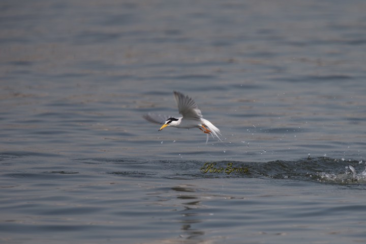 Little Tern