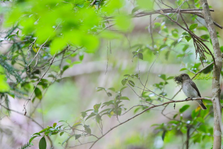 Blue-and-White Flycatcher