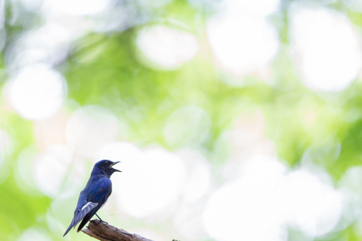 オオルリ　Blue-and-White Flycatche