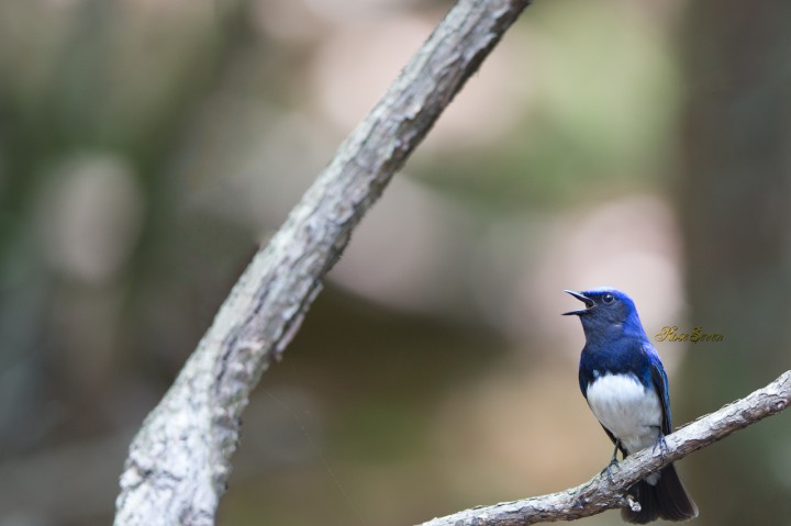 オオルリ　Blue-and-White Flycatche