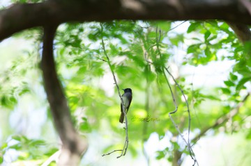 Japanese Paradise Flycatcher サンコウチョウ