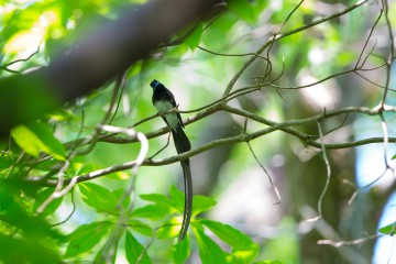 Japanese Paradise Flycatcher サンコウチョウ