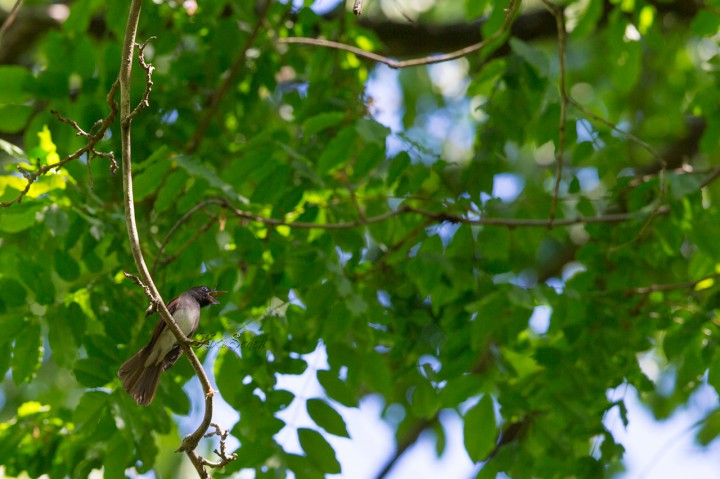 Japanese Paradise Flycatcher サンコウチョウ