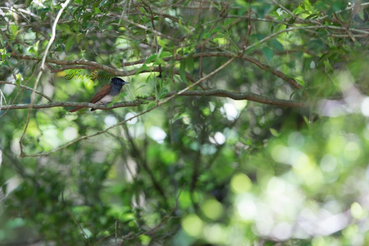 Japanese Paradise Flycatcher サンコウチョウ