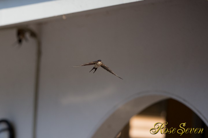 Red-rumped swallow　コシアカツバメ