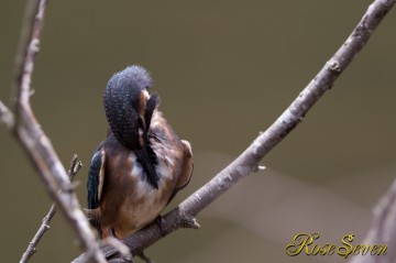 幼鳥カワセミ