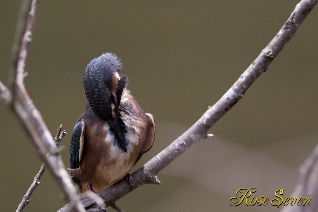 カワセミ幼鳥