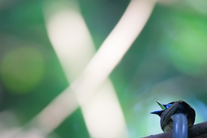 サンコウチョウ　Japanese Paradise Flycatcher