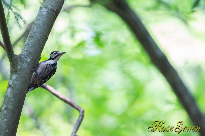 オオアカゲラ　White-backed Woodpecker