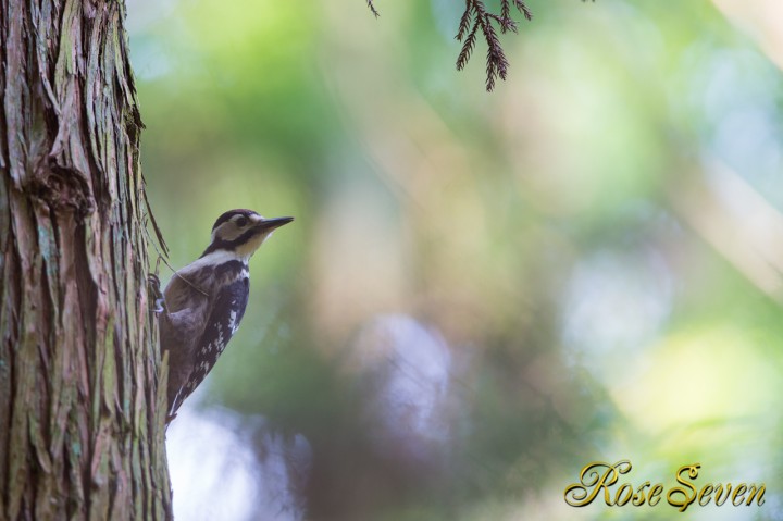 オオアカゲラ　White-backed Woodpecker