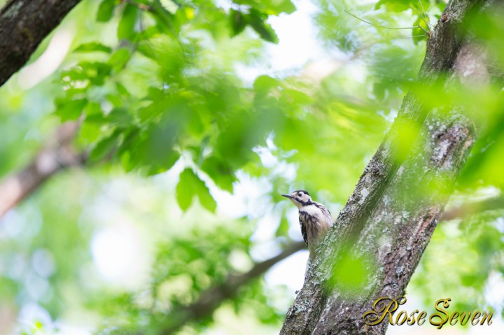 オオアカゲラ　White-backed Woodpecker