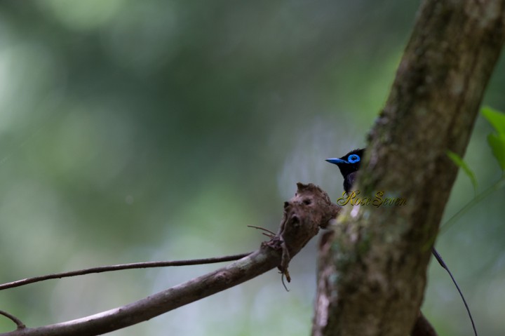 サンコウチョウ　Japanese Paradise Flycatcher