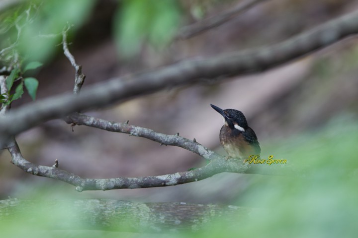 カワセミ　Common Kingfisher