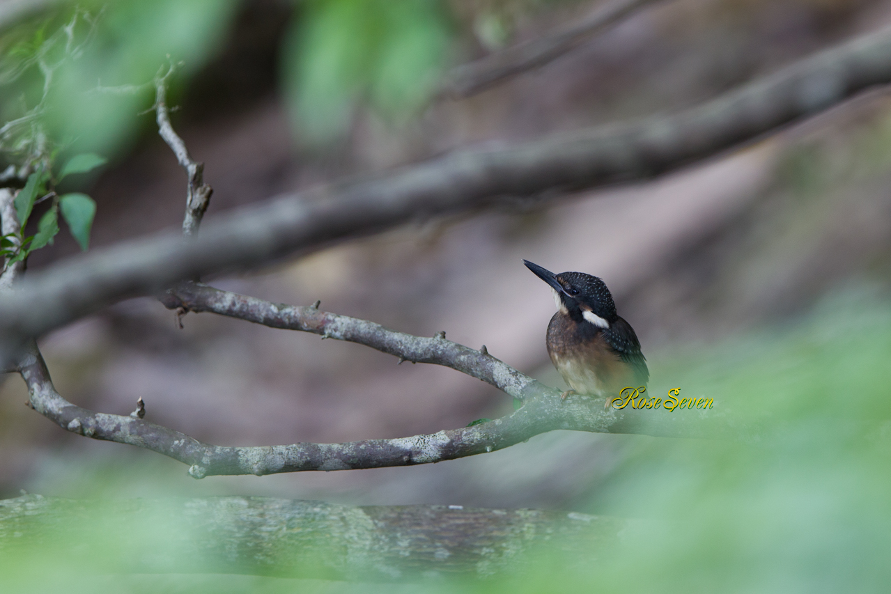 カワセミ幼鳥　そして問題点