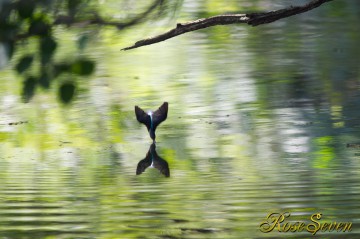 Common Kingfisher　カワセミ