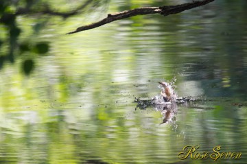 Common Kingfisher　カワセミ