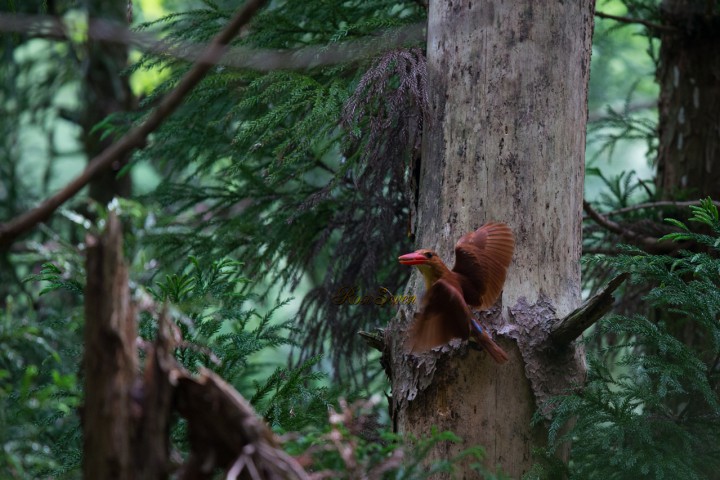 アカショウビン　Ruddy Kingfisher　（巣作り）