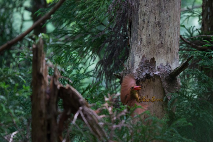 アカショウビン　Ruddy Kingfisher　（巣作り）