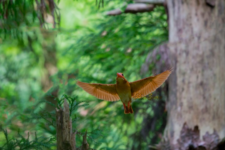 アカショウビン　Ruddy Kingfisher