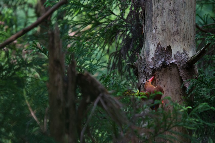 アカショウビン　Ruddy Kingfisher　（巣作り）