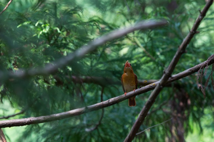 アカショウビン　Ruddy Kingfisher　（巣作り）