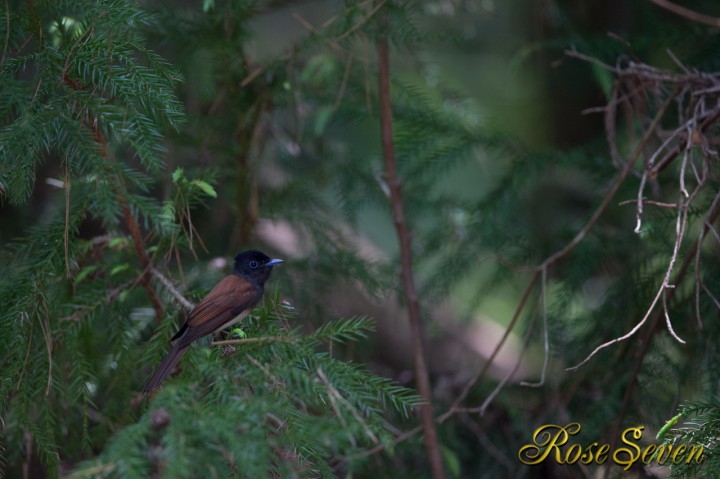 Japanese Paradise Flycatcher　サンコウチョウ