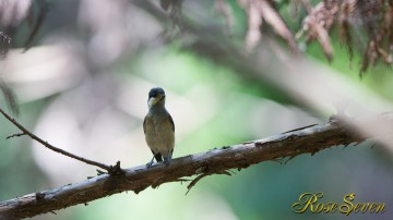 Varied tit　ヤマガラ