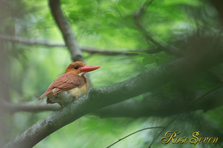 産卵前　アカショウビン　メス Ruddy Kingfisher