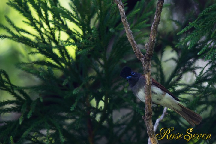 Japanese Paradise Flycatcher　サンコウチョウ