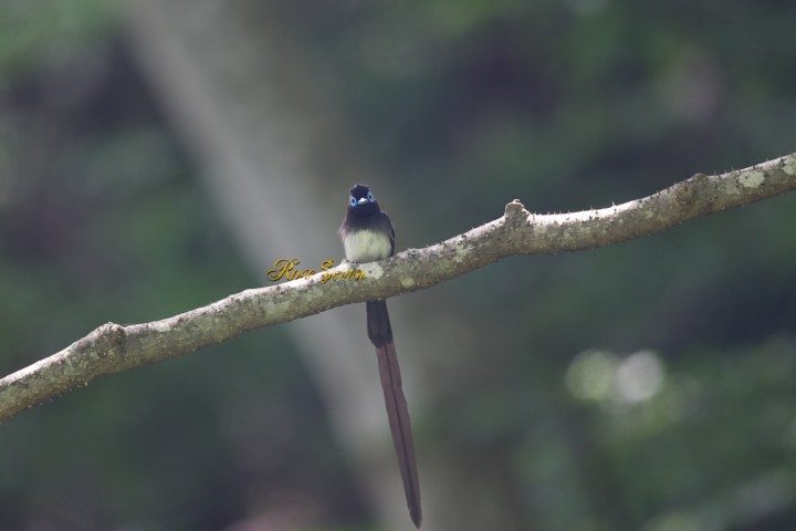 Japanese Paradise Flycatcher　サンコウチョウ