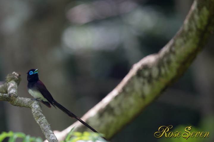 Japanese Paradise Flycatcher　サンコウチョウ